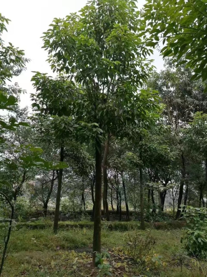 重阳木，三叶树，四川重阳木基地出售，成都重阳木批发价格