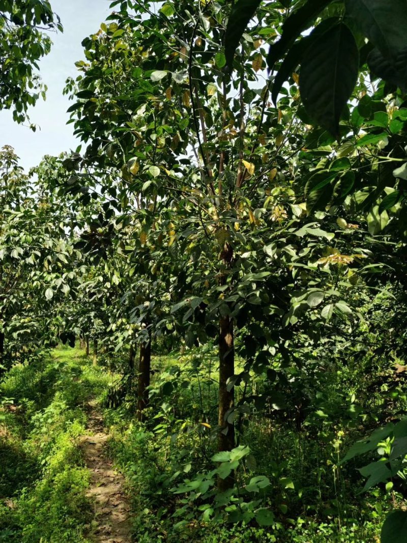 重阳木，三叶树，四川重阳木基地出售，成都重阳木批发价格