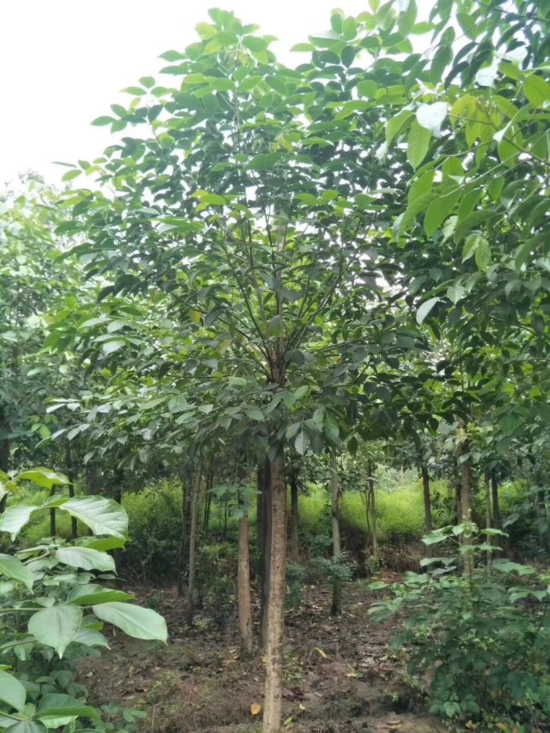重阳木，三叶树，四川重阳木基地出售，成都重阳木批发价格