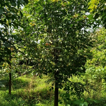 重阳木，三叶树，四川重阳木基地出售，成都重阳木批发价格