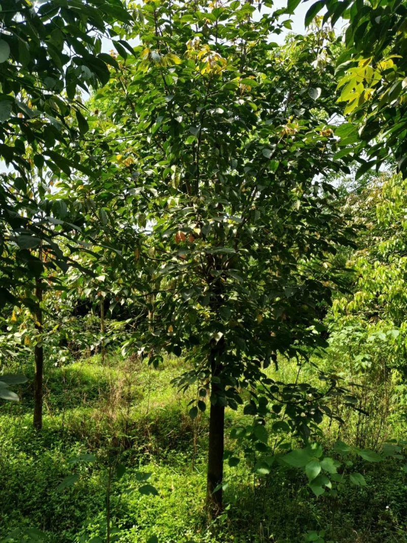 重阳木，三叶树，四川重阳木基地出售，成都重阳木批发价格