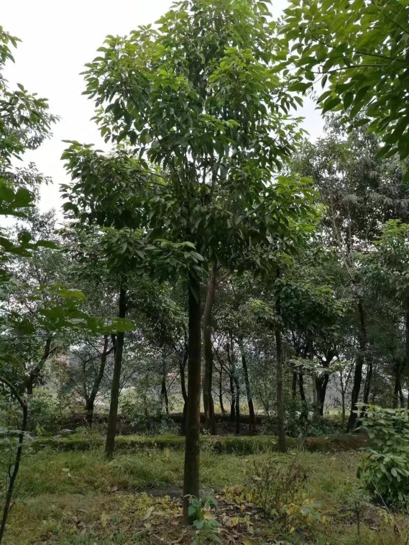 重阳木，三叶树，四川重阳木基地出售，成都重阳木批发价格