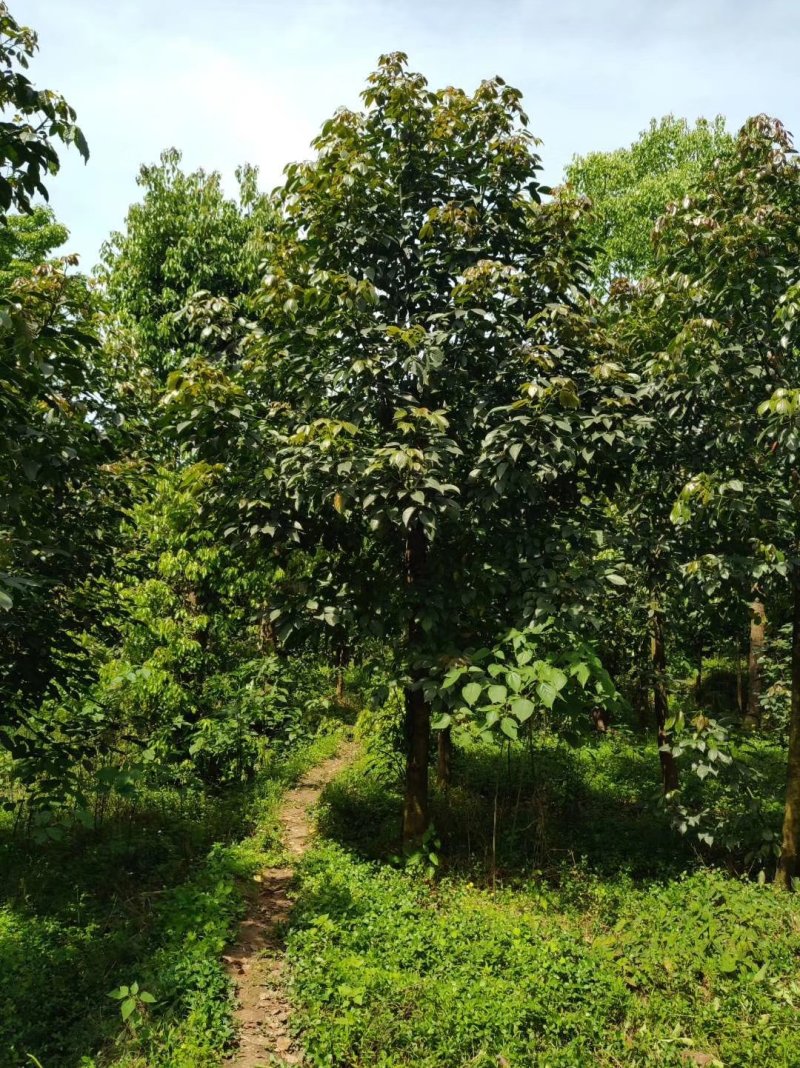 重阳木，三叶树，四川重阳木基地出售，成都重阳木批发价格