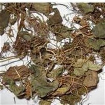 常年批发代购虎耳草量大从优