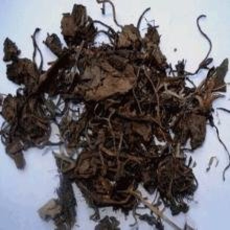 常年批发代购虎耳草量大从优