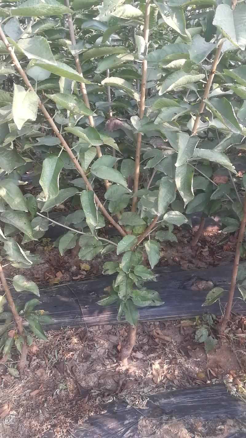 1—3公分樱桃树基地直发，品种纯正沙蜜豆，美早，俄八，