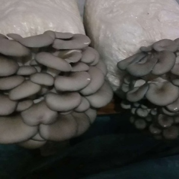 食用菌