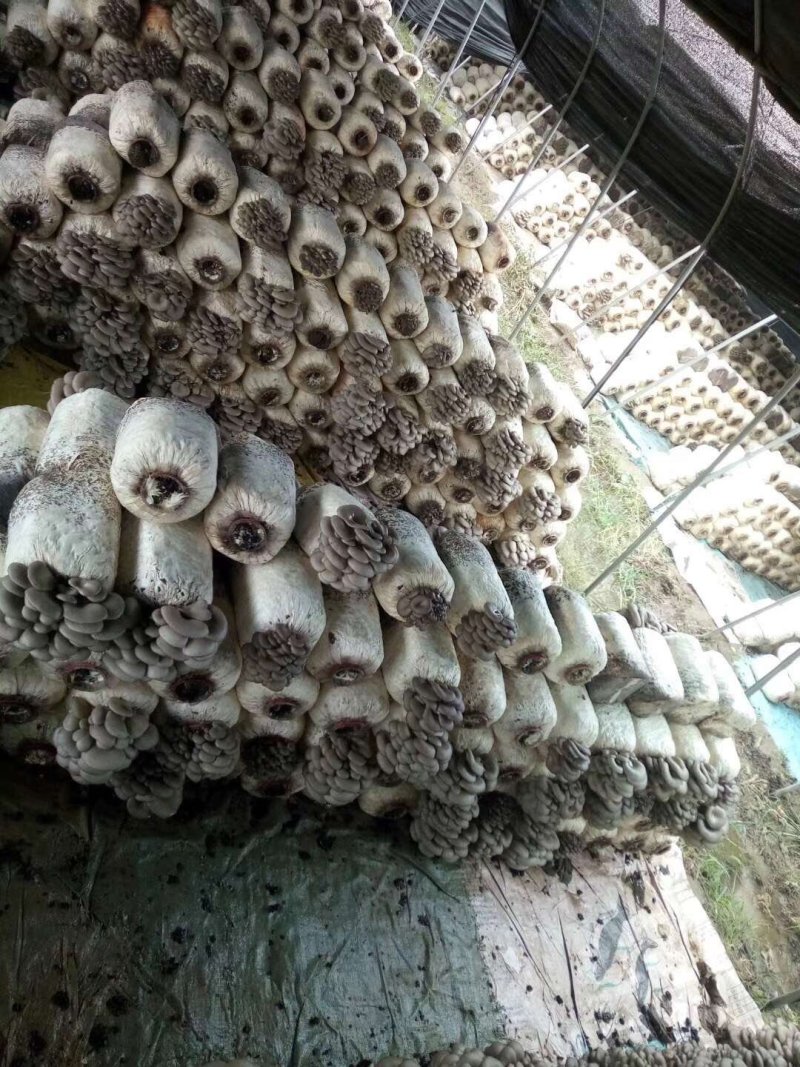 食用菌