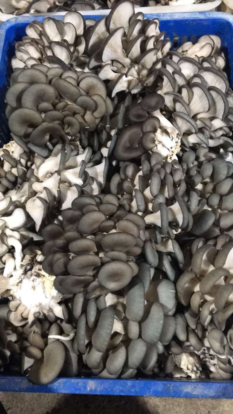 食用菌