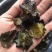 石耳（石菇）石木耳.岩菇.石花，一手货源.一斤起发.