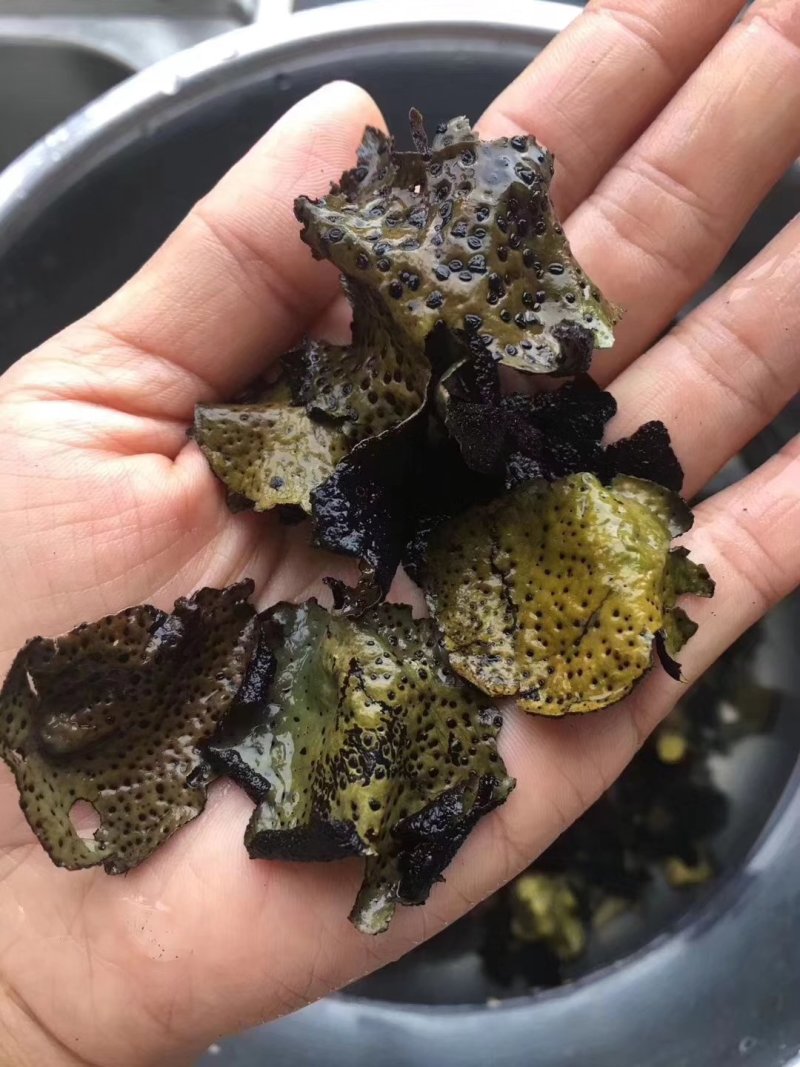 石耳（石菇）石木耳.岩菇.石花，一手货源.一斤起发.