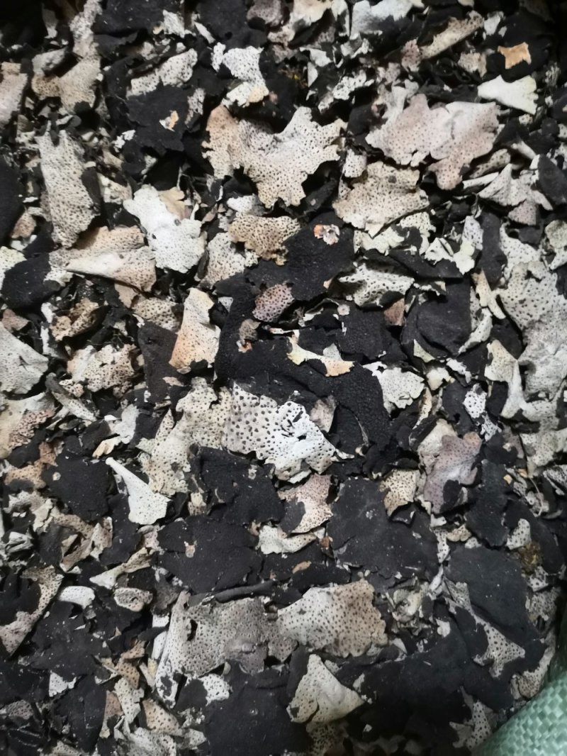 石耳（石菇）石木耳.岩菇.石花，一手货源.一斤起发.