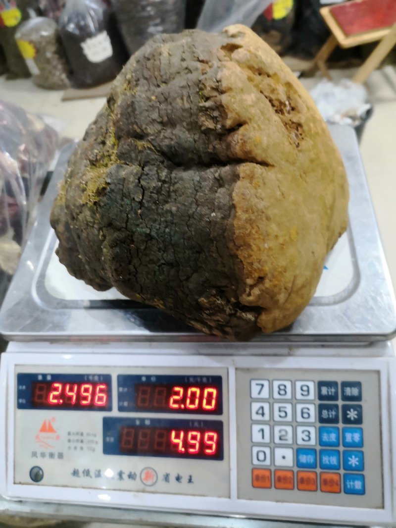 马蹄桑黄专业批发桑黄十五年坚持做纯野生品质好货