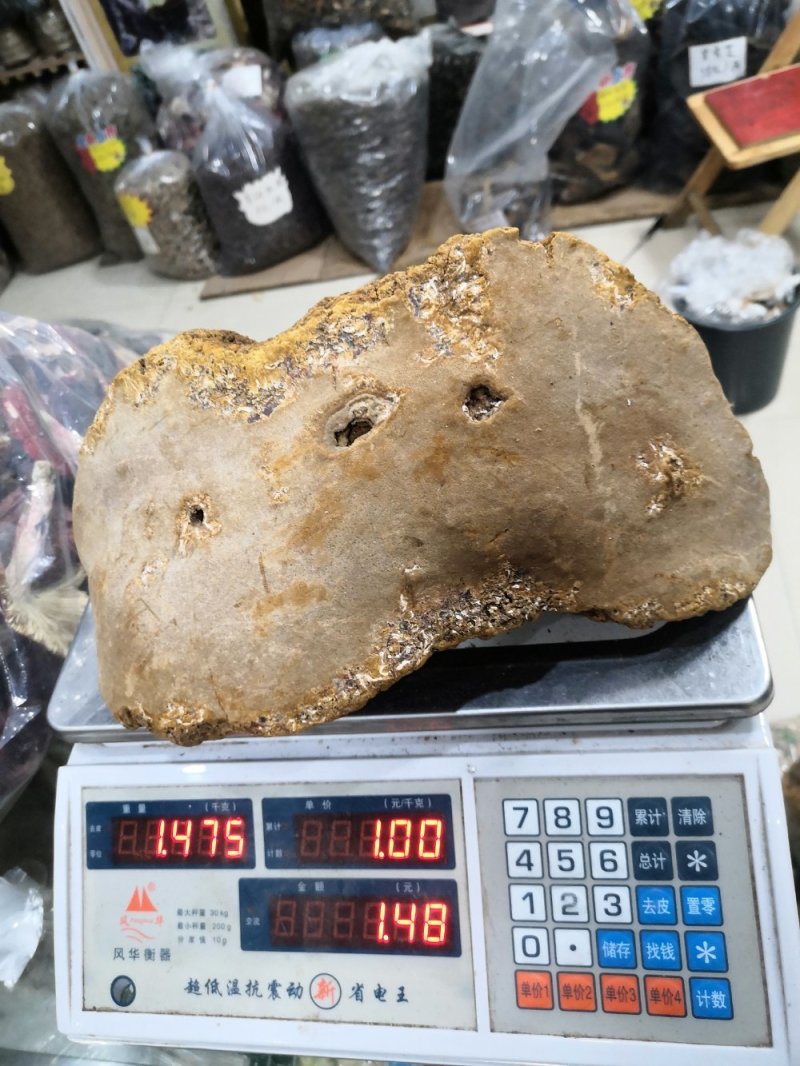 马蹄桑黄专业批发桑黄十五年坚持做纯野生品质好货