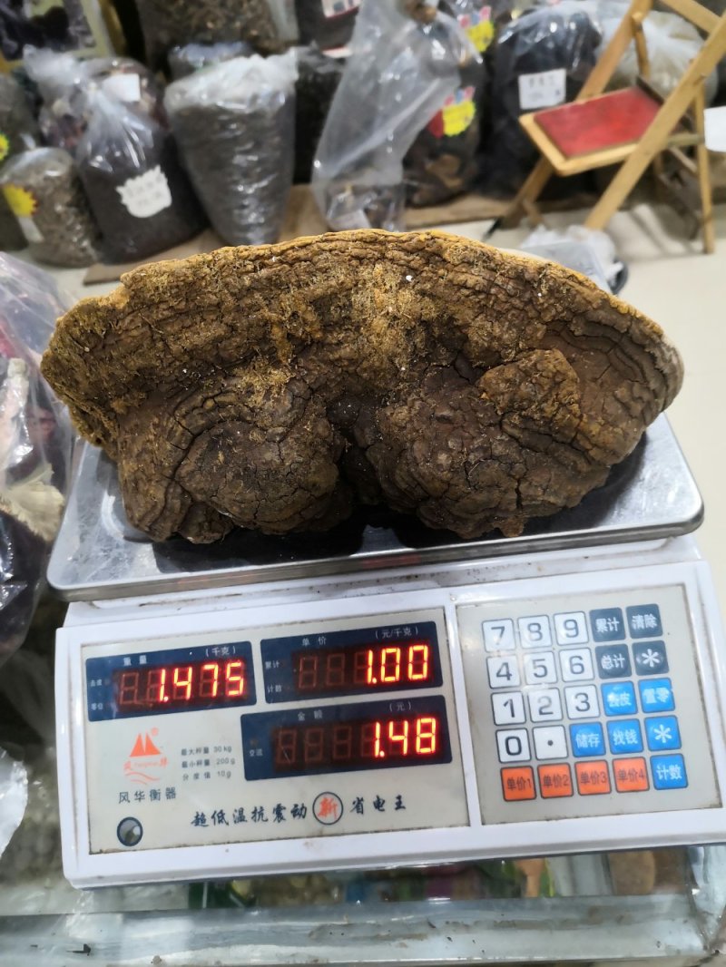 马蹄桑黄专业批发桑黄十五年坚持做纯野生品质好货