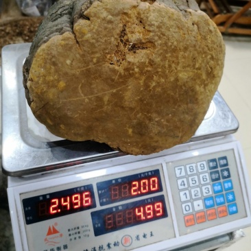 马蹄桑黄专业批发桑黄十五年坚持做纯野生品质好货