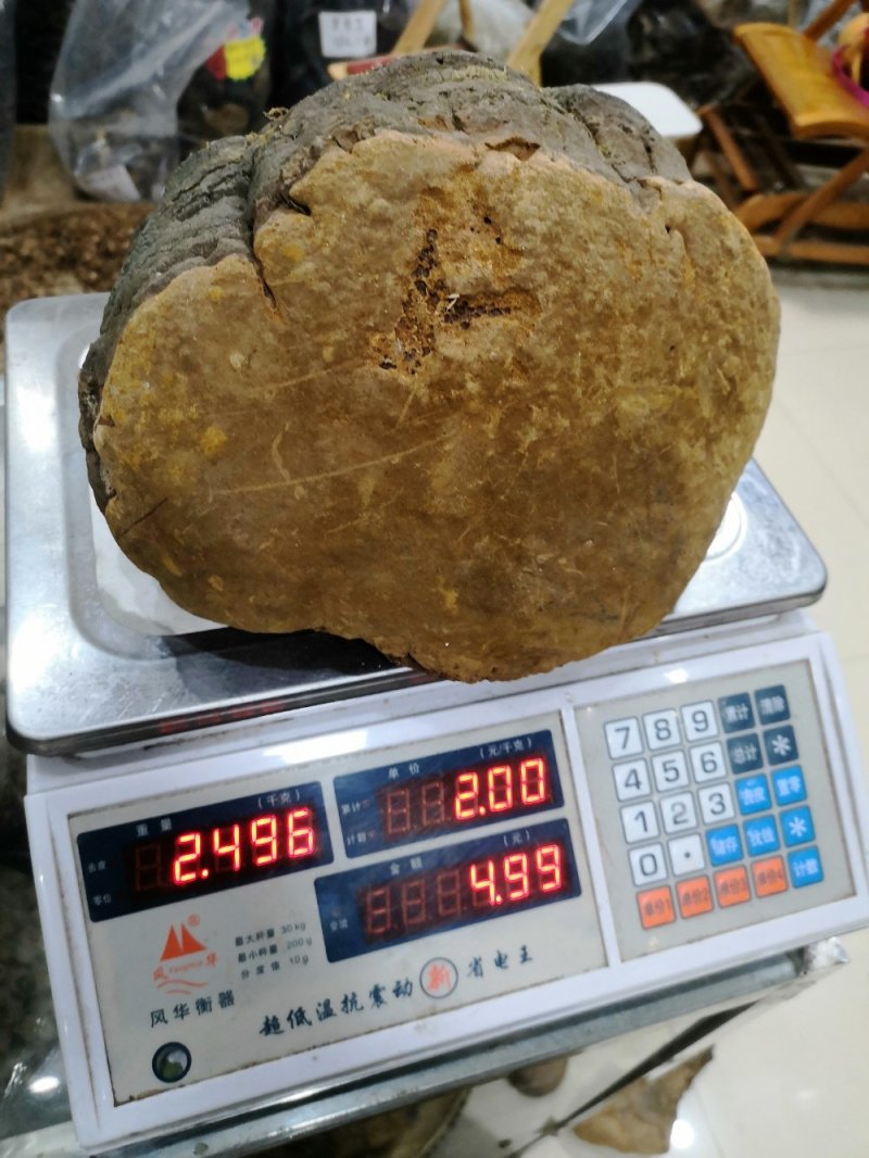 马蹄桑黄专业批发桑黄十五年坚持做纯野生品质好货