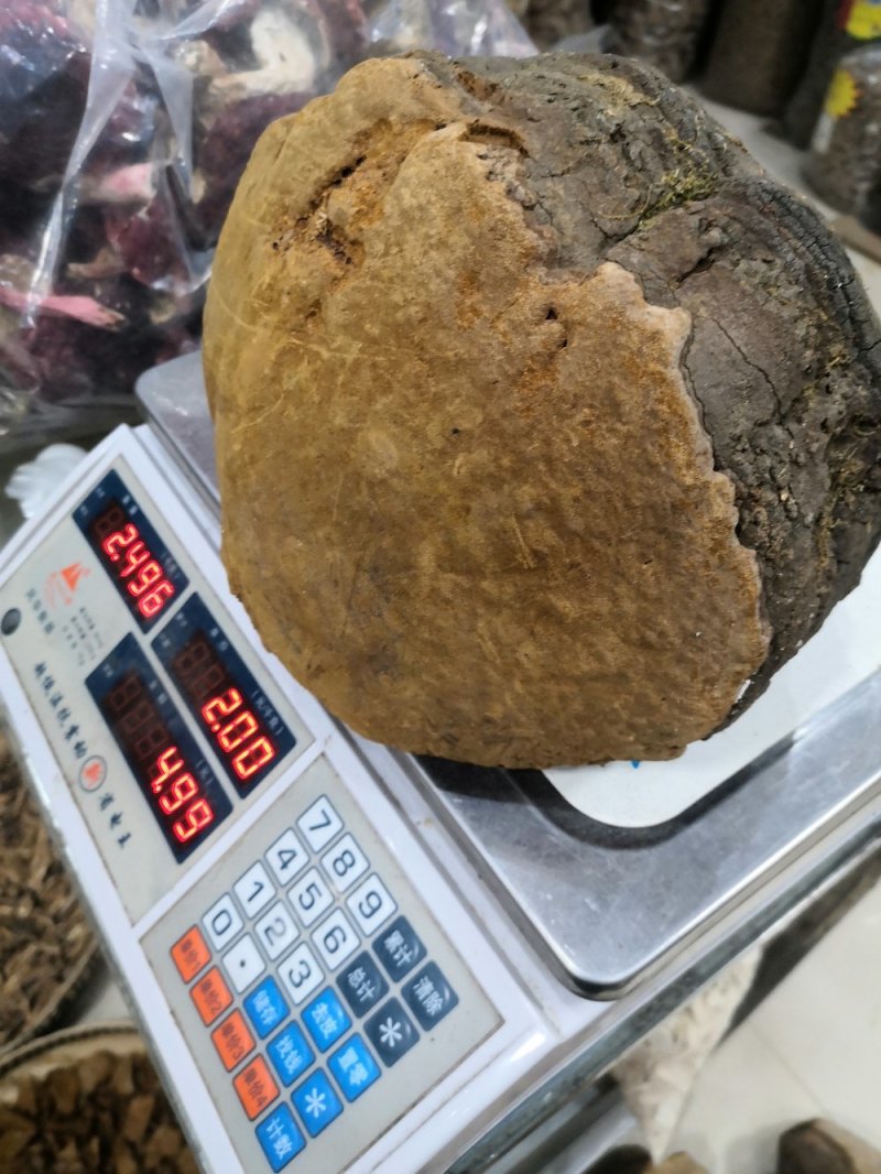 马蹄桑黄专业批发桑黄十五年坚持做纯野生品质好货