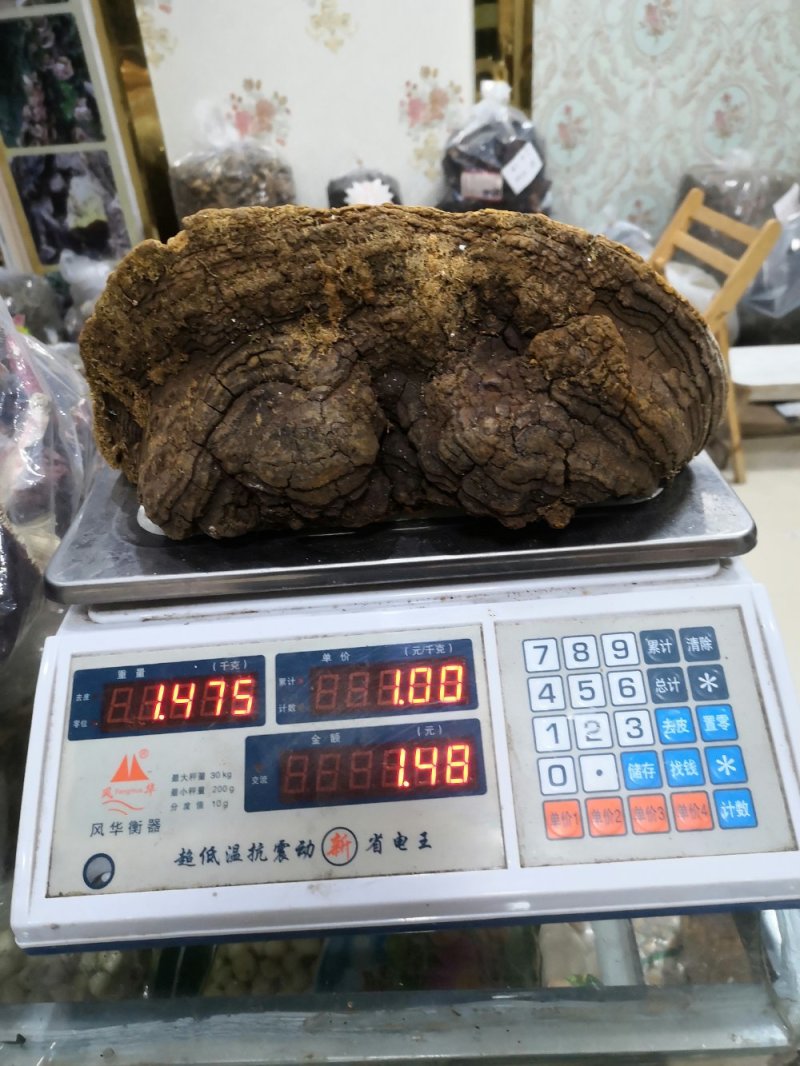 马蹄桑黄专业批发桑黄十五年坚持做纯野生品质好货
