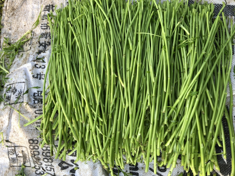 现在的芦蒿大部分都在收了质量好的不得了又长又嫩哦