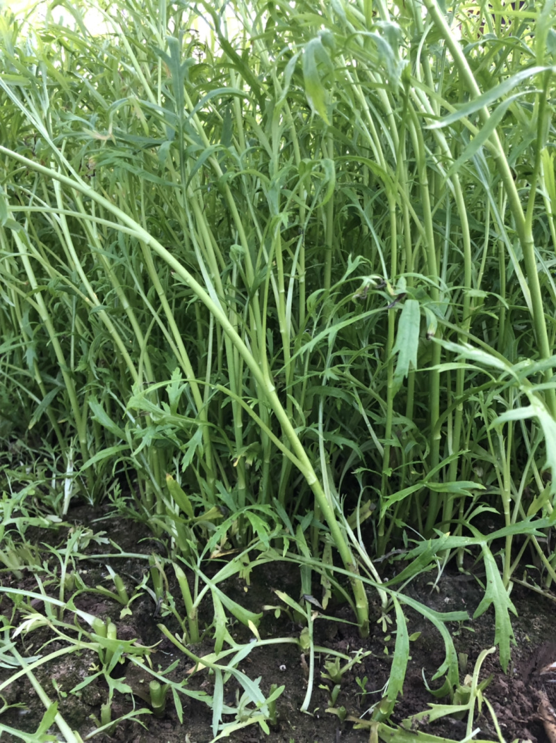 现在的芦蒿大部分都在收了质量好的不得了又长又嫩哦