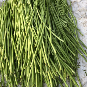 现在的芦蒿大部分都在收了质量好的不得了又长又嫩哦