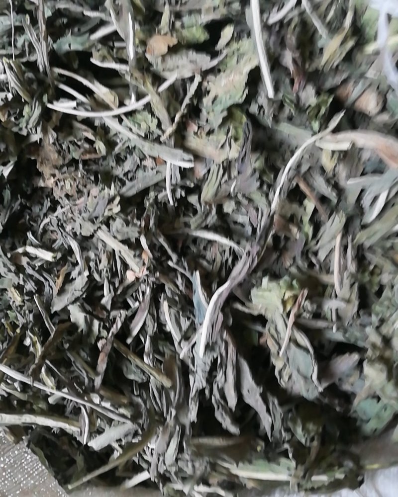 大青叶