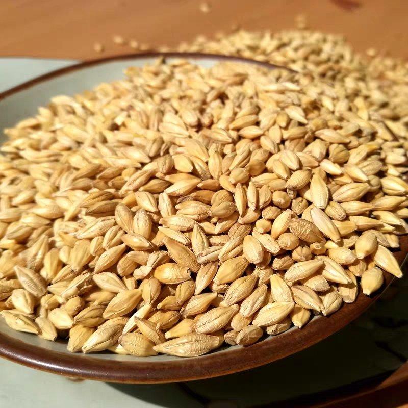 新农家带壳大麦种籽5斤可酿酒做种子麦芽糖发大麦苗榨汁炒