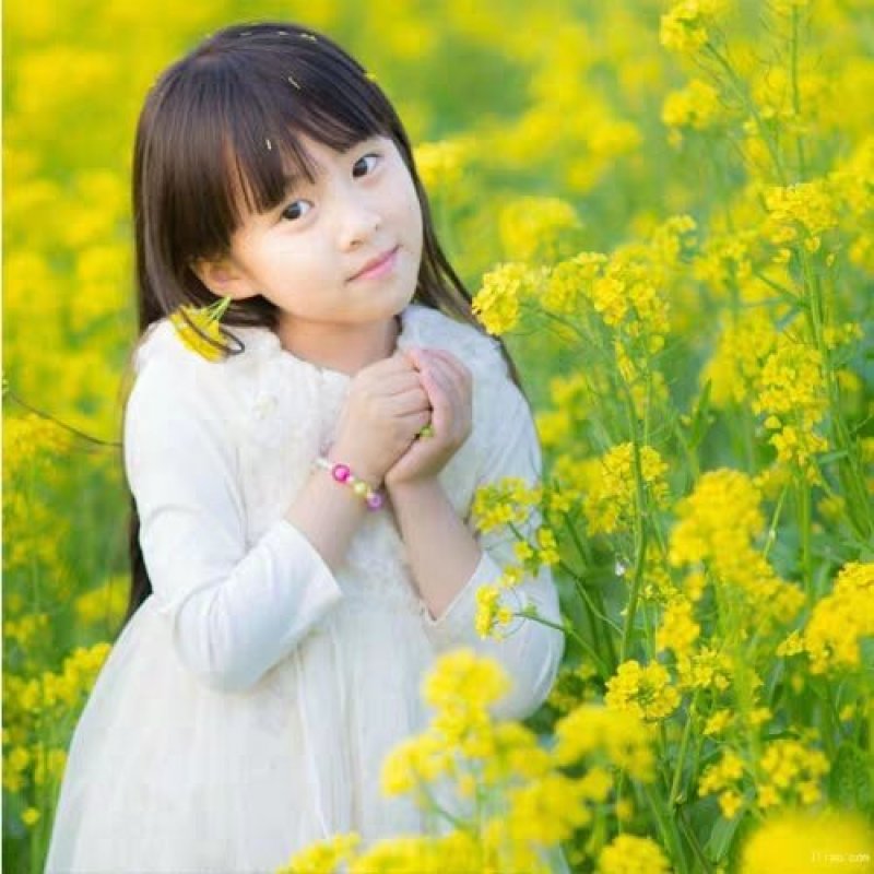油菜籽观赏油菜花种子油菜种子高产榨油油菜籽北方耐寒牧草
