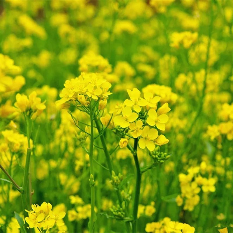 油菜籽观赏油菜花种子油菜种子高产榨油油菜籽北方耐寒牧草