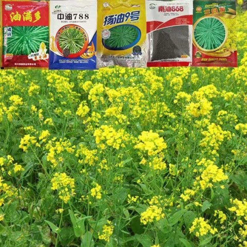 油菜籽观赏油菜花种子油菜种子高产榨油油菜籽北方耐寒牧草