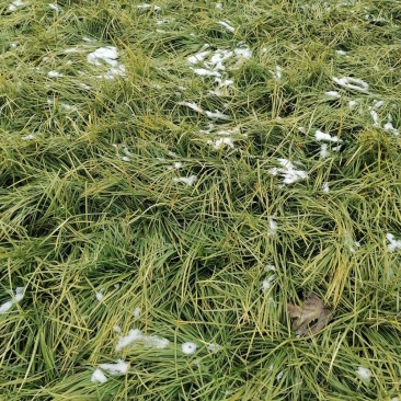 山东菏泽麦冬苗绿化苗基地直供欢迎采购