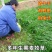 耐寒型鱼草种籽冬牧70黑麦草种籽子种冬天牧草种籽养殖四季