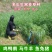 耐寒型鱼草种籽冬牧70黑麦草种籽子种冬天牧草种籽养殖四季