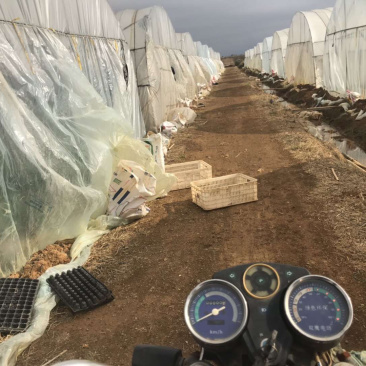 大棚自种基地西葫芦绿皮小瓜
