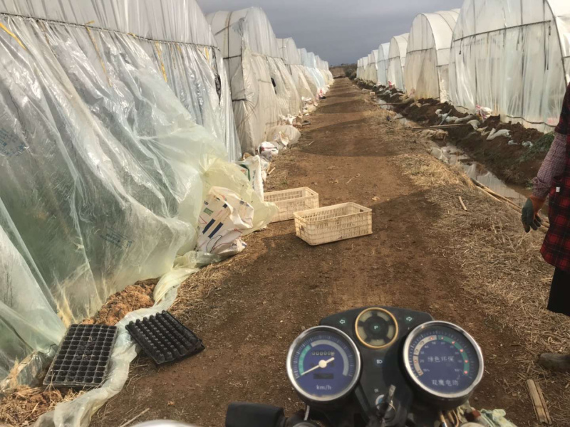 大棚自种基地西葫芦绿皮小瓜