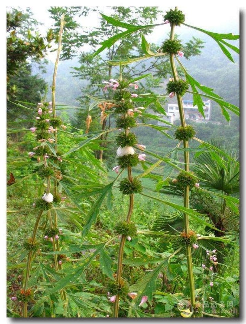 常年批发代购益母草野生货各个产地