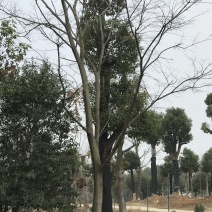 朴树