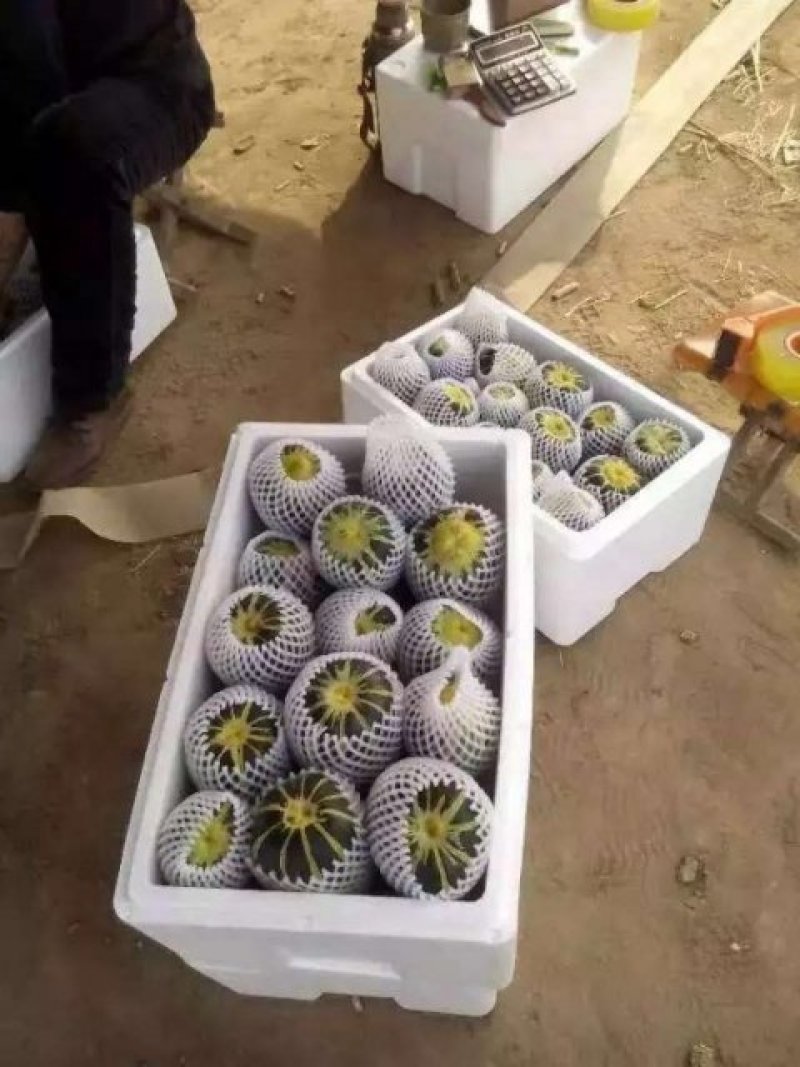 博洋9甜瓜潍坊博洋甜瓜山东甜瓜博洋91甜瓜原棚直供