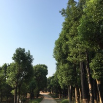 移植香樟