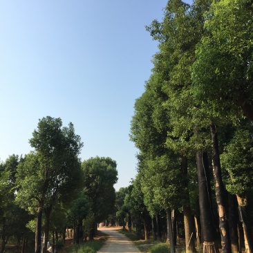 移植香樟
