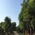 移植香樟
