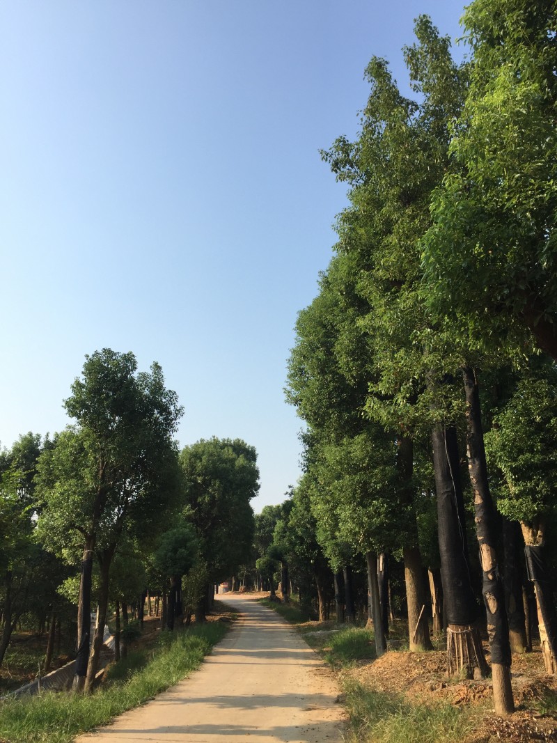 移植香樟