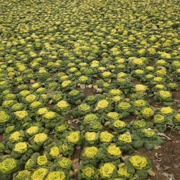 黄花菜