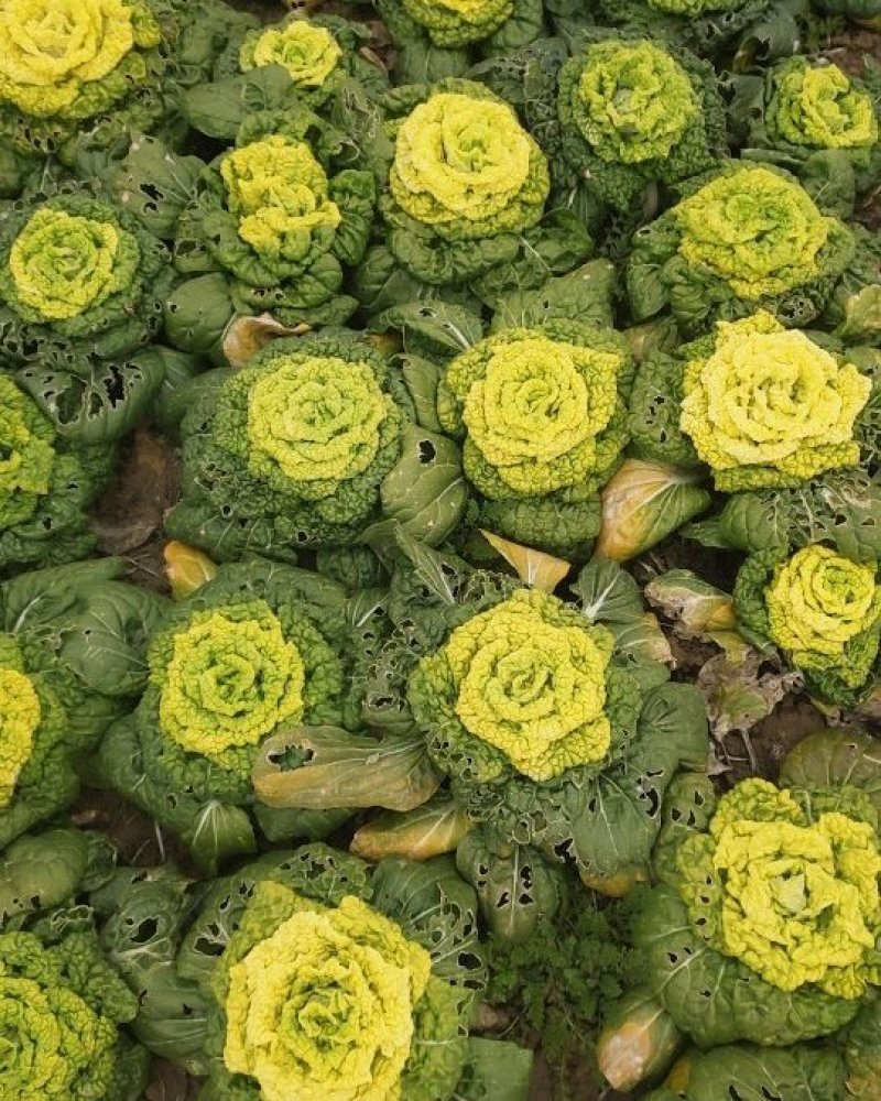 黄花菜