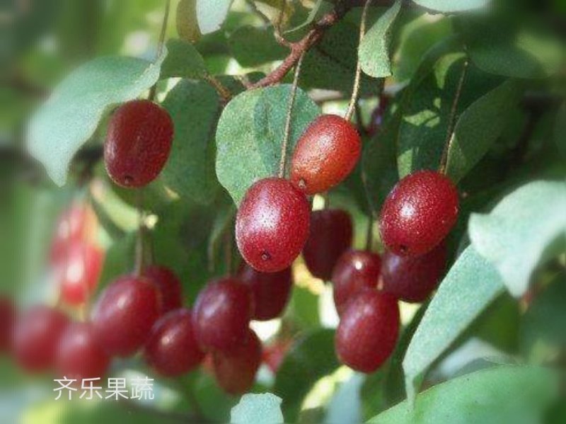 佛灯果种苗佛思果苗裸根树苗