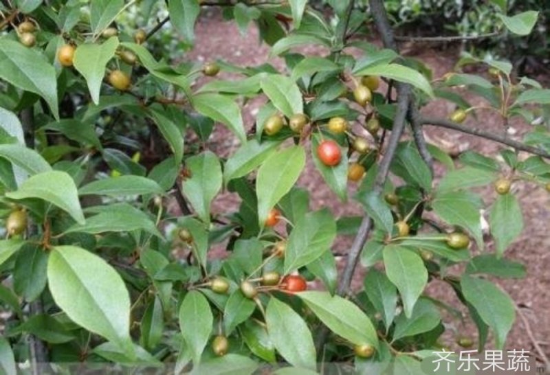 佛灯果种苗佛思果苗裸根树苗