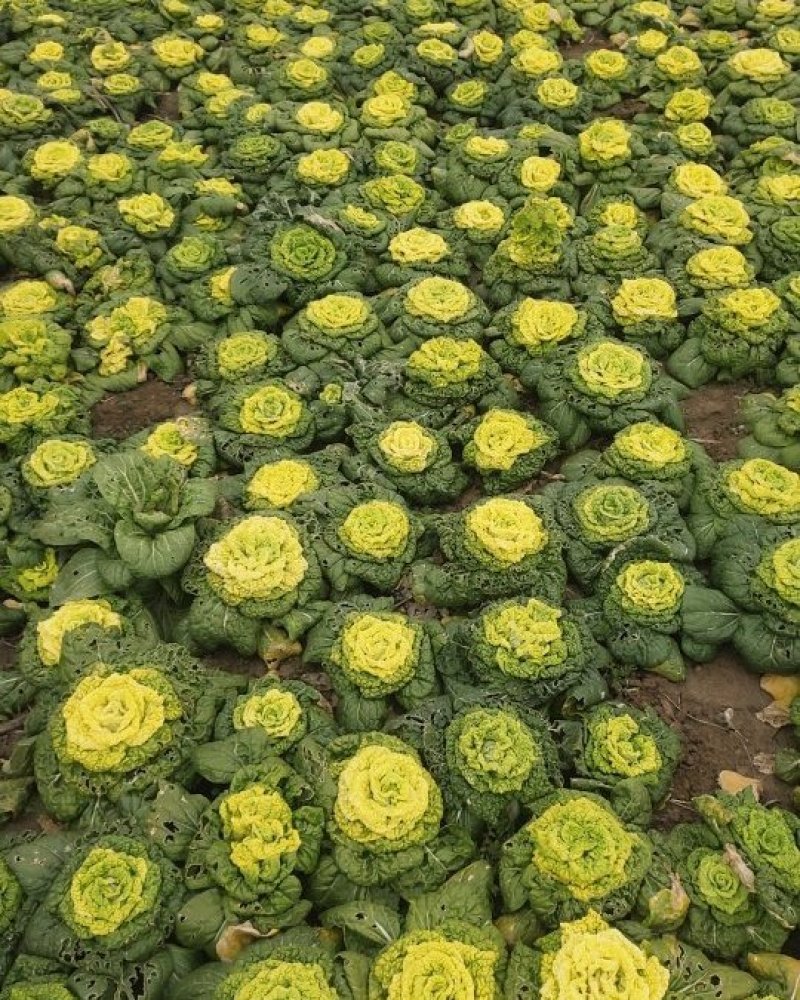 黄花菜