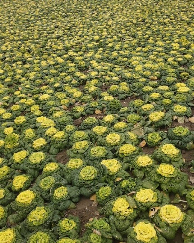 黄花菜