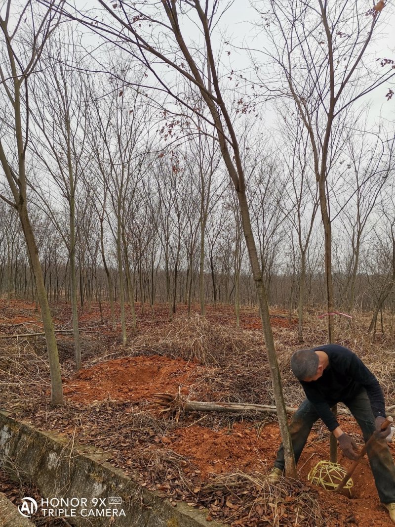 榉树基地1一20公分现货批发，现货长期有效。